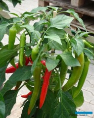 Papryka_Longhorn_fot-A-Cecot