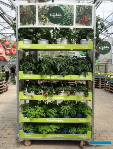 Uettingen_SyngentaFlowers: pomidory, truskawki, zioła - 3 kategorie z linii Vegetalis_fot. A. Cecot