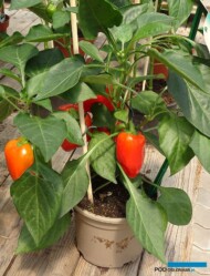 Papryka_RedSkin_fot-A-Cecot