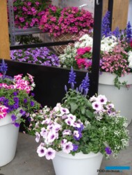 Danziger_FlowerTrials 2022_fot. A-Cecot