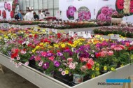SelectaOne_FlowerTrials2022_fot.-A-Cecot