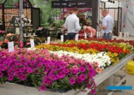 Sakata_Graff Breeding_FlowerTrials2022_fot.-A-Cecot_