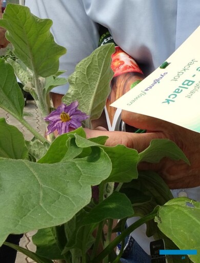 Kwiat oberżyny Jackpot, fot. A. Cecot