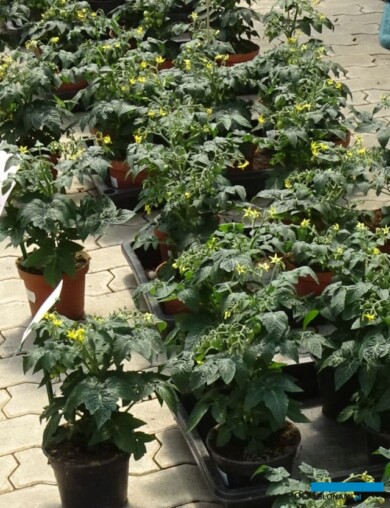 Testy_balkonowe-pomidory_SyngentaFlowers_fot-A-Cecot