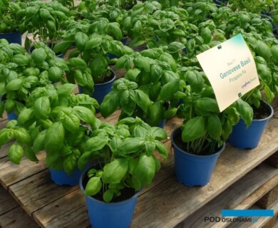 Bazylia ProsperaP4_fot. A.-Cecot