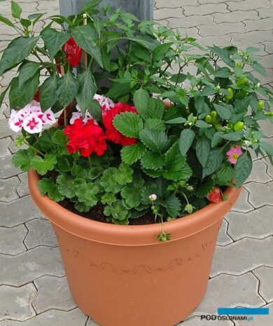 Produkty z linii Vegetalis oferowane są wraz z asortymentem balkonowo-rabatowych roślin ozdobnych i mogą z nimi tworzyć mieszane kompozycje (fot. A. Cecot)