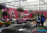 MNP-Suntory_FlowerTrials2022_fot.-A-Cecot