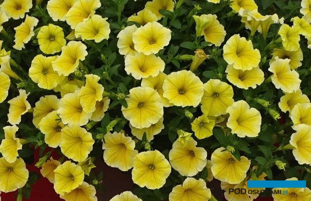 Petunia Bee’s Knees, o atrakcyjnych, intensywnie żółtych kwiatach została wyróżniona w tym roku nagrodą FleuroStar, fot. A. Cecot