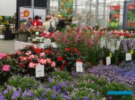 Elsner PAC_FlowerTrials2022_fot.-A-Cecot