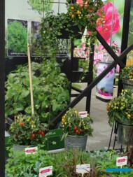 Rośliny użytkowe z pokazu firmy Hem Genetics w Kudelstaart_FlowerTrials 2022_fot. A-Cecot