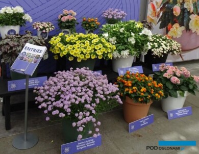 Jeden z ośmiu, prezentowanych podczas FlowerTrials, zestawów roślin kandydujących do tytułu FleuroStar 2022/23, fot. A. Cecot