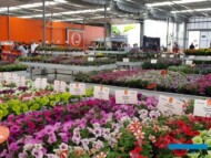 DummenOrange__FlowerTrials 2022_fot. A-Cecot