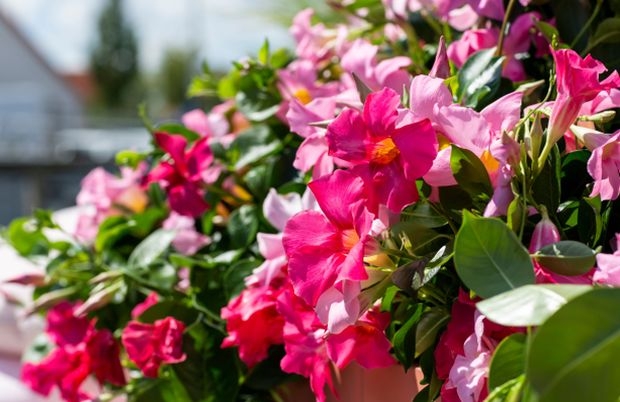 Czerwcowe Dni Otwarte firmy Syngenta Flowers będą poświęcone roślinom balkonowo-rabatowym (m.in. mandewilom z serii Rio), fot. Syngenta