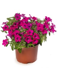 Petunia Itsy Magenta, fot. Syngenta