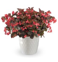 Begonia Bionic Bronze Leaf Red, fot. Syngenta