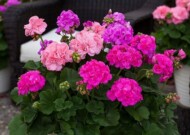 Pelargonie z serii Calliope, fot. Syngenta