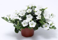 Petunia Dekko White, fot. Syngenta