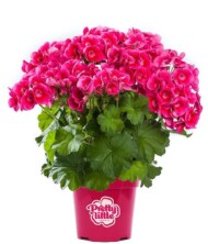 Pelargonia Pretty Little Pink Splash, fot. Syngenta