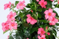 Mandevilla Rio Elegant Coral Pink, fot. Syngenta