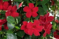 Mandevilla Rio Grande Red, fot. Syngenta