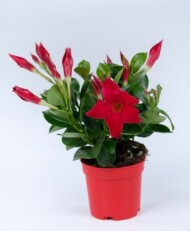 Mandevilla Rio Petite Red, fot. Syngenta
