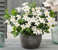 Mandevilla Rio White, fot. Syngenta