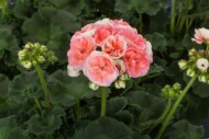 Pelargonia Rosebud Astrid, fot. Syngenta