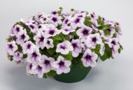 Petunia Sanguna Mega Purple Vein_SyngentaFlowers