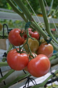 Grona pomidora malinowego Maturbo