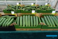 Ekspozycja owoców odmian ogórka z hodowli Enza Zaden