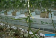 W uprawie usuwa się tylko blaszki liściowe, ogonki zasychają