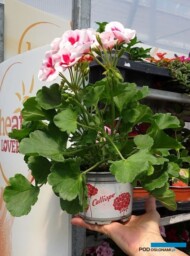 Pelargonia z grupy Calliope jako markowy produkt_fot-A-Cecot