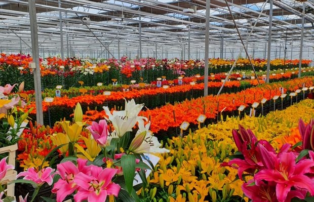 Dutch Lily Days dają m.in. odpowiedź na pytanie, która lilia zwycięży w danym roku w rankingu odmian pod nazwą Lily League (fot. Onings)