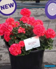 Pelargonia_Mojo Salmon_Syngenta_fot. A. Cecot