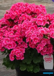 Pelargonia Pretty Little Pink Splash_Syngenta_fot. A. Cecot