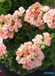 Pelargonium zonale Rosebud Astrid_Syngenta_fot. A. Cecot