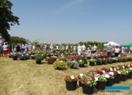 Dni Otwarte SyngentaFlowers_Kolbuszowa 2022_fot.A-Cecot