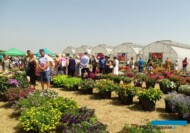 Dni Otwarte SyngentaFlowers_Kolbuszowa 2022_fot.A-Cecot