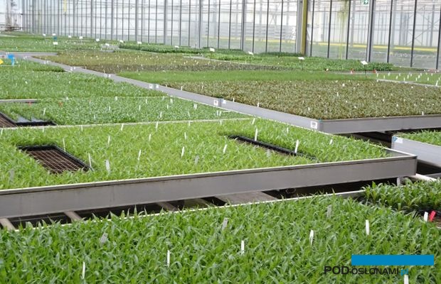 " Bromelie " - aklimatyzacja roślin (rozmnożonych in vitro) w szklarni belgijskiej firmy Deroose Plants, która produkuje materiały wyjściowe do dalszej uprawy; fot. A. Cecot