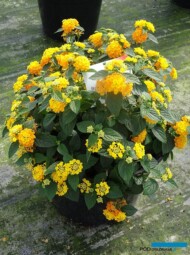 Lantana ×hybrida-BandoleroPineapple__Syngenta_fot.A-Cecot