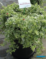 Aptenia cordifolia Mezoo Trailing Red_Syngenta_fot.A-Cecot