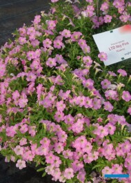 Petunia_Itsy Pink_Syngenta_fot-A-Cecot