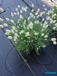 Lagurus ovatus Tails Bare_Syngenta_fot.A-Cecot