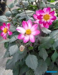 Dahlia ×hybrida Dahlegria Magenta Bicolor_Syngenta_fot.A-Cecot
