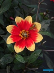 Dahlia ×hybrida_Happy Days Orange Red Bicolor_Syngenta_fot.A-Cecot