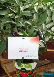 Papryka ostra_Atomic_Syngenta_fot.A-Cecot
