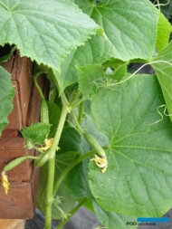 Ogórek Peticue_Syngenta_fot.A. Cecot_