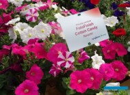 Petunia_FotoFinish_mixCottonCandy_Syngenta_fot-A-Cecot