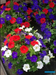 Petunie_FlashForward_mixCupcakeDelight_Syngenta_fot-A-Cecot