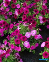 Petunie_FlashForward_mixSweetDelight_Syngenta_fot-A.Cecot